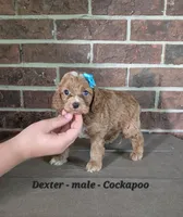 Dexter, a male Cockapoo for sale in Clarkrange, TN – 4 of 6