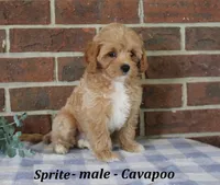 Sprite, a male Cavapoo for sale in Clarkrange, TN – 4 of 6