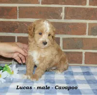Lucas, a male Cavapoo for sale in Clarkrange, TN – 6 of 10