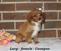Lucy, a female Cavapoo for sale in Clarkrange, TN – 3 of 6