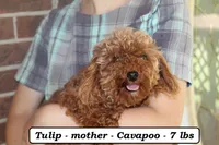 Tiny Tim (toy), a male Cavapoo for sale in Clarkrange, TN – 4 of 5