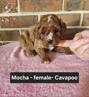 Mocha, a female Cavapoo for sale in Clarkrange, TN – 3 of 5