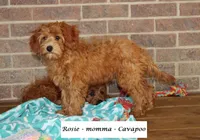 Summer, a female Cavapoo for sale in Clarkrange, TN – 5 of 6
