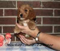 Mischief, a male Cavapoo for sale in Clarkrange, TN – 3 of 3