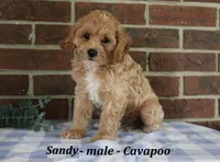 Sandy, a male Cavapoo for sale in Clarkrange, TN – 3 of 6