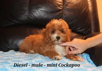 Diesel, a male Cockapoo for sale in Clarkrange, TN – 2 of 9