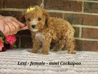 Lexi, a female Cockapoo for sale in Clarkrange, TN – 2 of 5