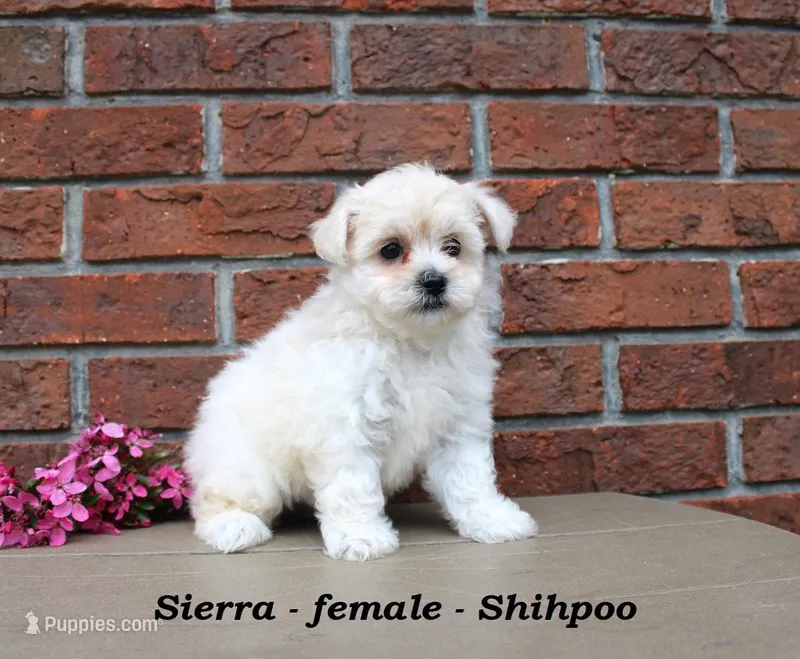Sierra – Shihpoo puppy for sale in Clarkrange, TN