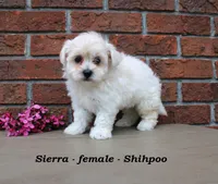 Sierra, a female Shihpoo for sale in Clarkrange, TN – Photo 3 of 6