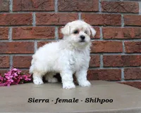 Sierra, a female Shihpoo for sale in Clarkrange, TN – Photo 2 of 6