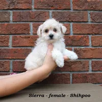 Sierra, a female Shihpoo for sale in Clarkrange, TN – Photo 4 of 6