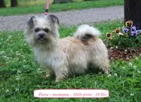 Sierra, a female Shihpoo for sale in Clarkrange, TN – Photo 5 of 6