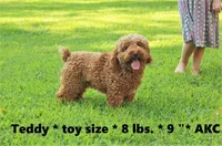 Tessa, a female Cockapoo for sale in Clarkrange, TN – 5 of 6