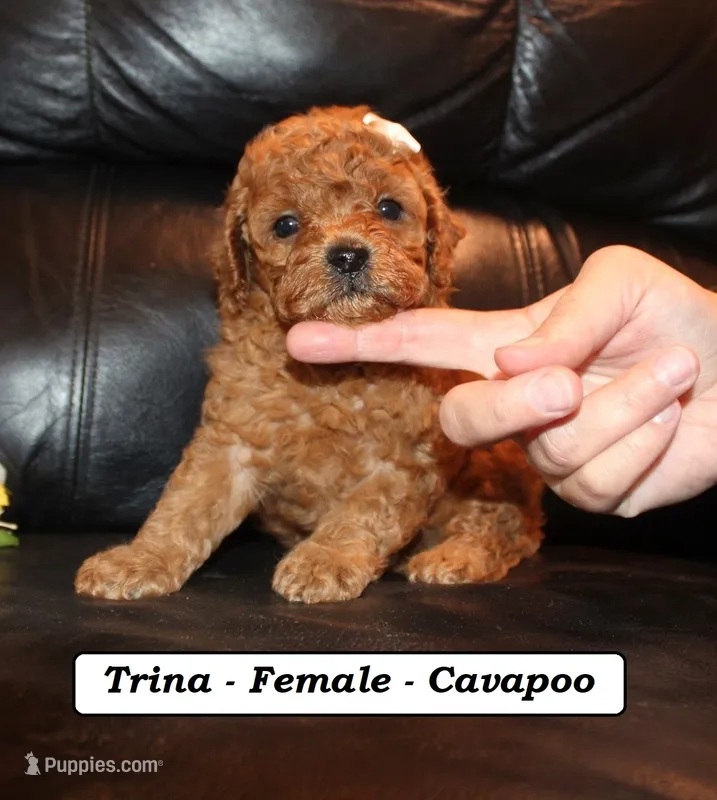 Trina – Cavapoo puppy for sale in Clarkrange, TN