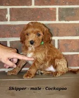 Skipper, a male Cockapoo for sale in Clarkrange, TN – 1 of 5