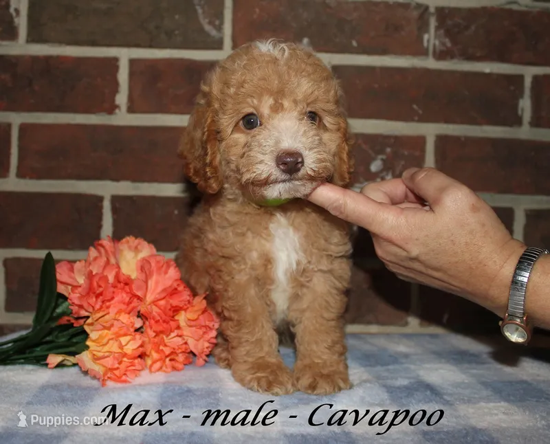 Max – Cavapoo puppy for sale in Clarkrange, TN