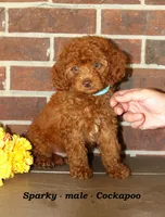 Sparky , a male Cockapoo for sale in Clarkrange, TN – 6 of 6