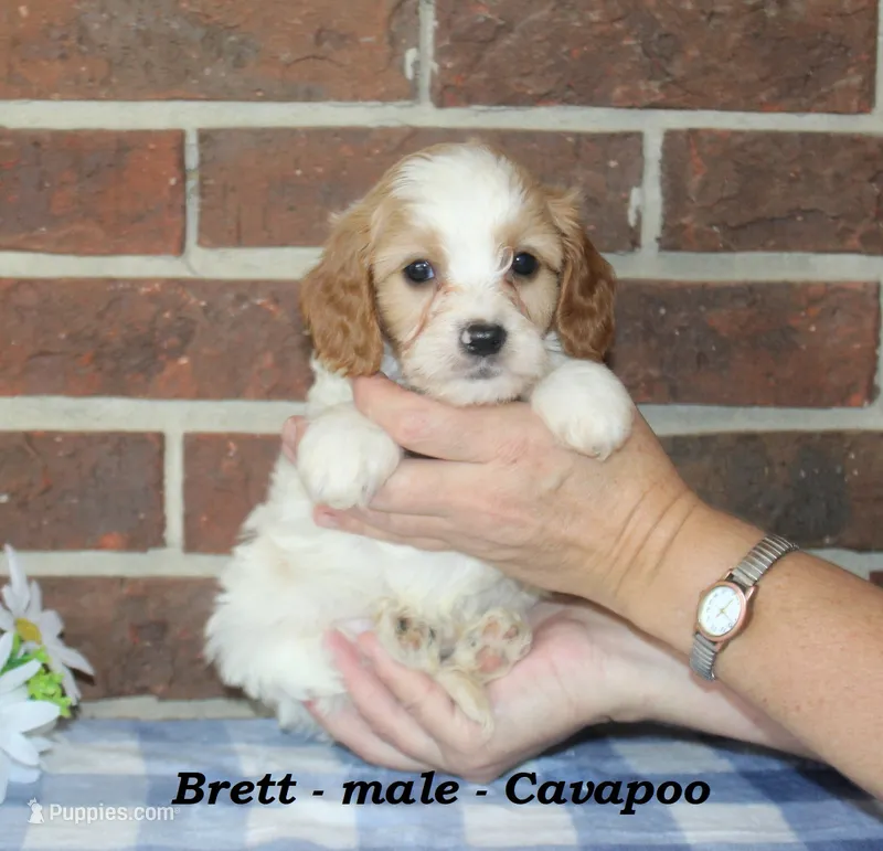 Brett – Cavapoo puppy for sale in Clarkrange, TN