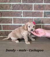 Dandy, a male Cockapoo for sale in Clarkrange, TN – 3 of 6