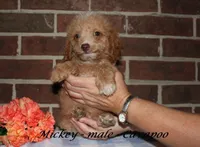 Mickey, a male Cavapoo for sale in Clarkrange, TN – 2 of 3
