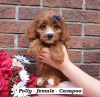 Polly, a female Cavapoo for sale in Clarkrange, TN – 3 of 6