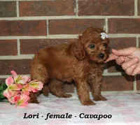 Lori, a female Cavapoo for sale in Clarkrange, TN – 4 of 6