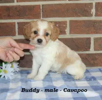 Buddy, a male Cavapoo for sale in Clarkrange, TN – 4 of 6