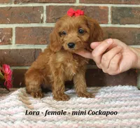 Lora, a female Cockapoo for sale in Clarkrange, TN – 1 of 6