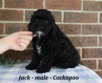 Jack, a male Cockapoo for sale in Clarkrange, TN – 3 of 6