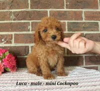 Luca, a male Cockapoo for sale in Clarkrange, TN – 2 of 5