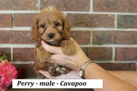 Perry , a male Cavapoo for sale in Clarkrange, TN – 2 of 6