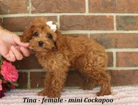 Tina, a female Cockapoo for sale in Clarkrange, TN – 4 of 6