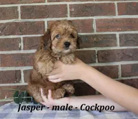 Jasper, a male Cockapoo for sale in Clarkrange, TN – 2 of 6