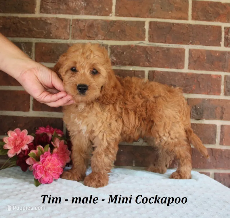 Tim – Cockapoo puppy for sale in Clarkrange, TN