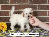 Toto, a male Cavapoo for sale in Clarkrange, TN – 2 of 6