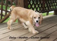 Diesel, a male Cockapoo for sale in Clarkrange, TN – 9 of 9