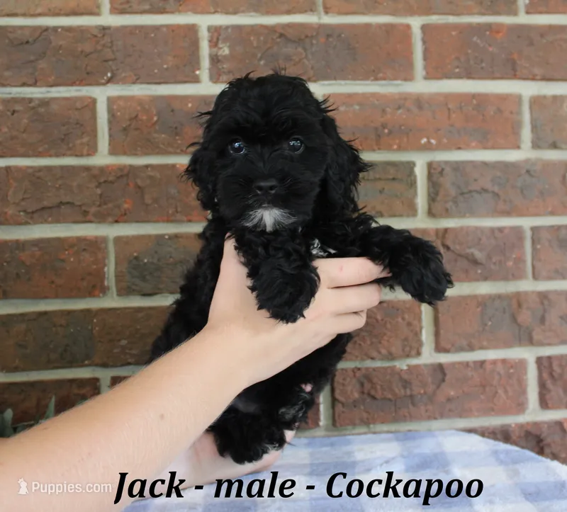 Jack – Cockapoo puppy for sale in Clarkrange, TN