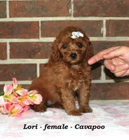 Lori, a female Cavapoo for sale in Clarkrange, TN – 3 of 6