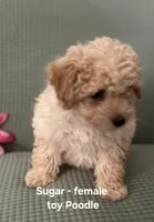 Sugar, a female Poodle - Toy  for sale in Clarkrange, TN – Photo 2 of 7