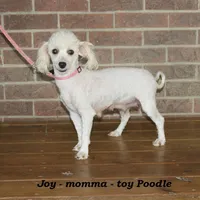 Sugar, a female Poodle - Toy  for sale in Clarkrange, TN – Photo 6 of 7