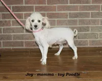 Sugar, a female Poodle - Toy  for sale in Clarkrange, TN – Photo 3 of 4