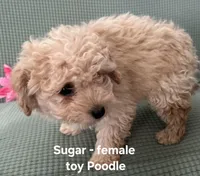Sugar, a female Poodle - Toy  for sale in Clarkrange, TN – Photo 1 of 7