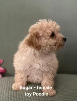 Sugar, a female Poodle - Toy  for sale in Clarkrange, TN – Photo 3 of 7