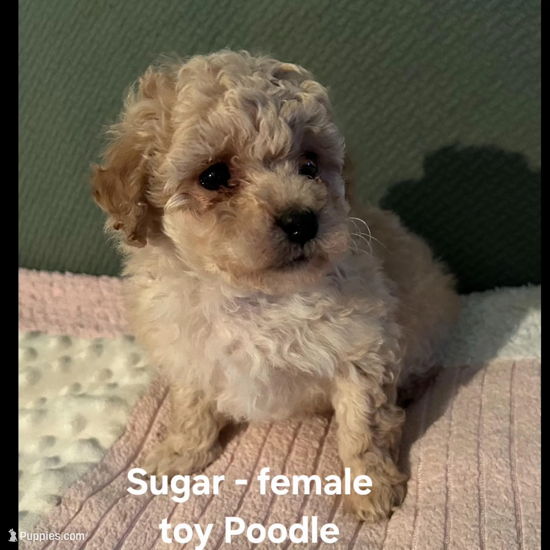 Sugar, a female Poodle - Toy  for sale in Clarkrange, TN – Photo 2 of 4