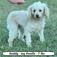 Sugar, a female Poodle - Toy  for sale in Clarkrange, TN – Photo 7 of 7