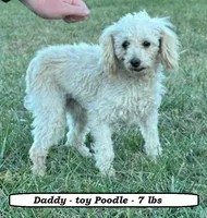 Sugar, a female Poodle - Toy  for sale in Clarkrange, TN – Photo 4 of 4
