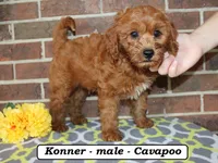 Konner, a male Cavapoo for sale in Clarkrange, TN – 4 of 6