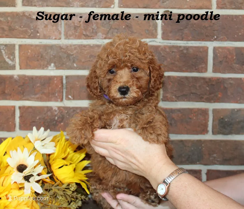 Sugar – Poodle - Toy  puppy for sale in Clarkrange, TN