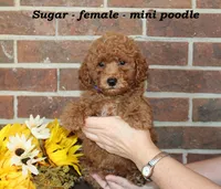 Sugar, a female Poodle - Toy  for sale in Clarkrange, TN – 1 of 6