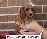 Patty, a female Cavapoo for sale in Clarkrange, TN – 2 of 6
